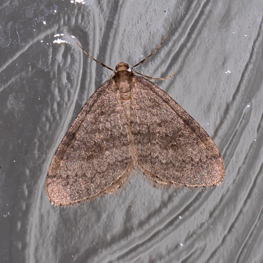 Operophtera brumata (Winter Moth).jpg